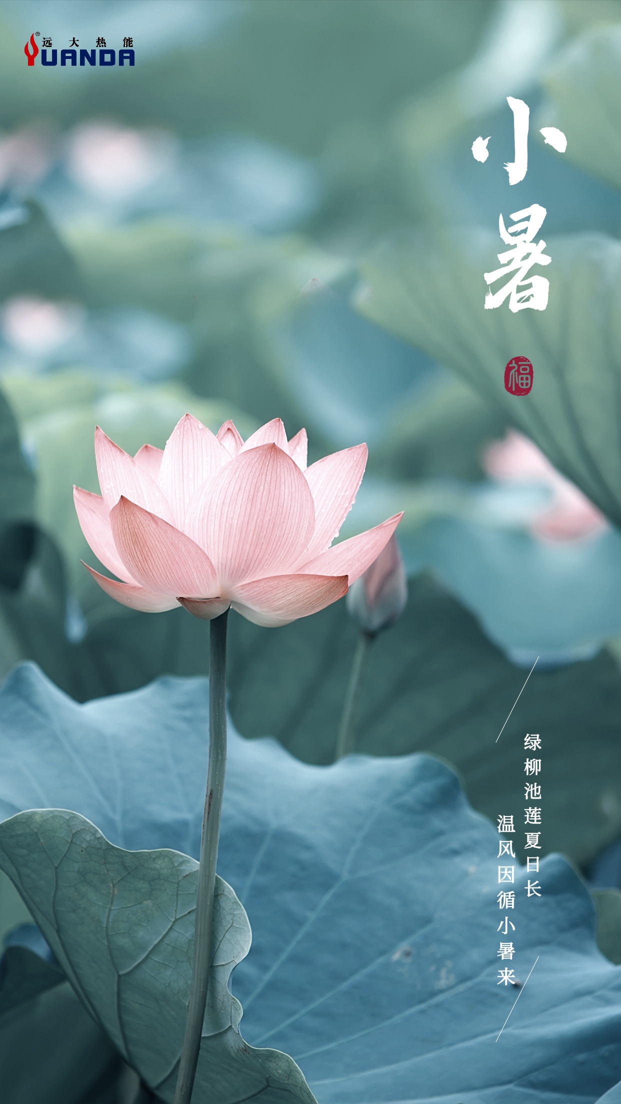 小暑节气祝福排版手机海报 (2).jpg